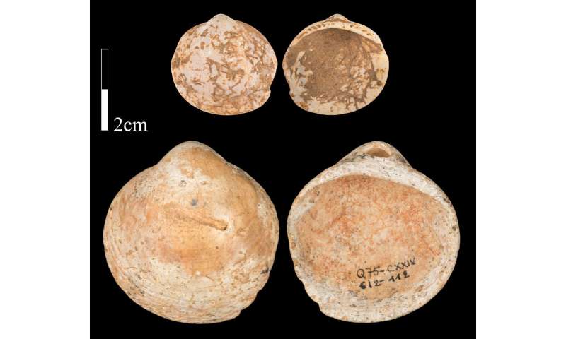 Naturally perforated shells one of the earliest adornments in the Middle Paleolithic