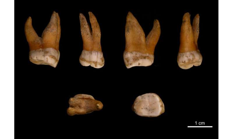Neandertals have adopted male sex chromosome from modern humans