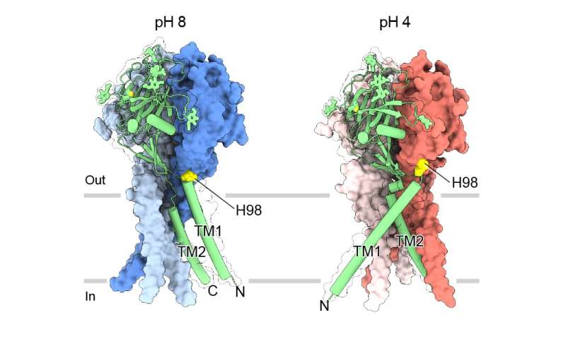 Near-atomic 'maps' reveal structure for maintaining pH balance in cells