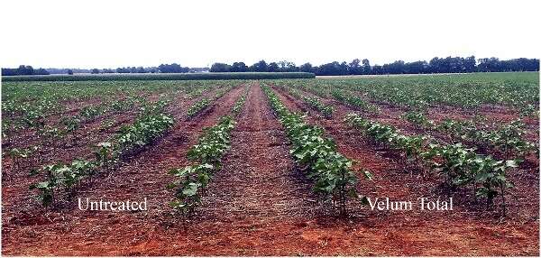 Nematode has potential to reduce cotton yields by 50 percent