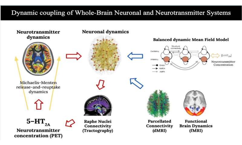 神经元和神经递质系统的动态耦合解释了裸盖菇素的作用