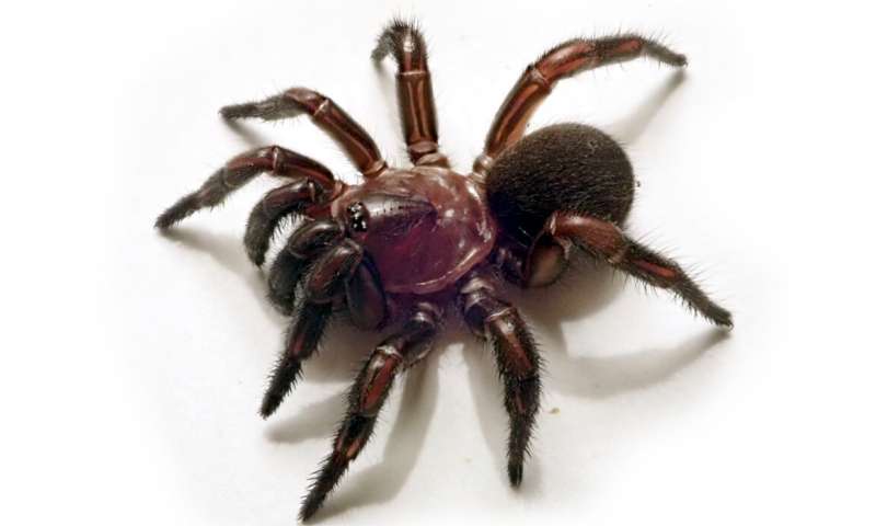 New group of trapdoor spiders discovered in eastern Australia