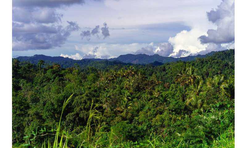 New Guinea has the world's richest island flora