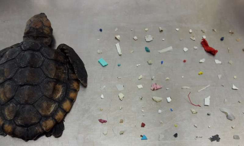 Newly hatched Florida sea turtles are consuming dangerous quantities of floating plastic