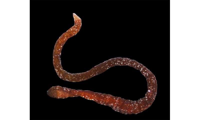 New nemertean species found in Panama represents the first of its genus from the Caribbean