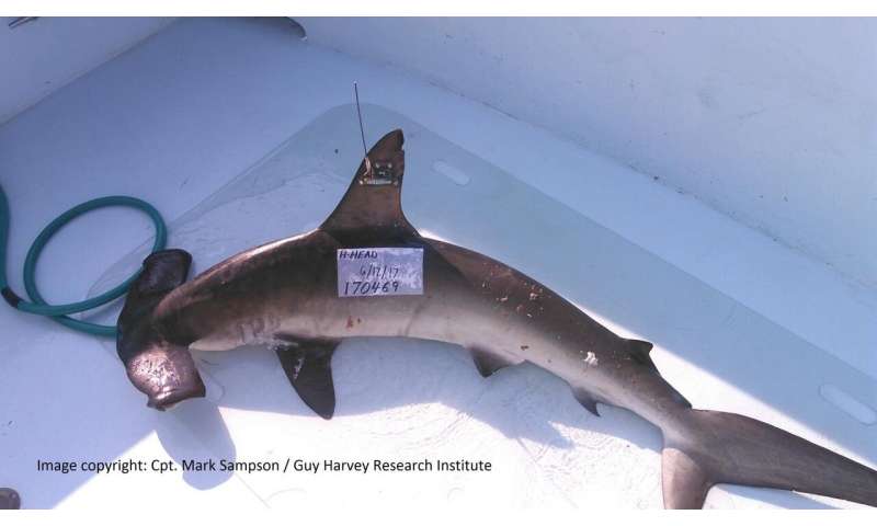 New shark research targets a nearly endangered species