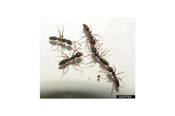 New stinging ant species could cause problems for Kentuckians