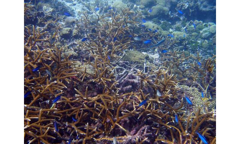 New tool for identifying endangered corals could aid conservation efforts