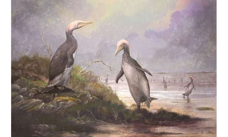 New Zealand's ancient monster penguins had northern hemisphere doppelgangers - Phys.org