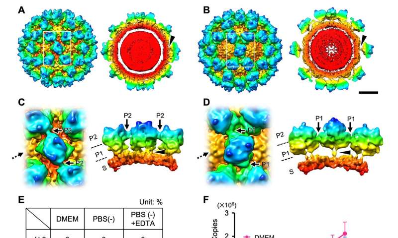 Norovirus has two alternative capsid structures which change before infection