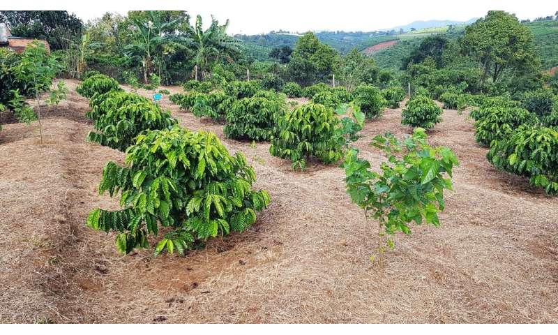 Not so robust: robusta coffee more sensitive to warming than previously thought