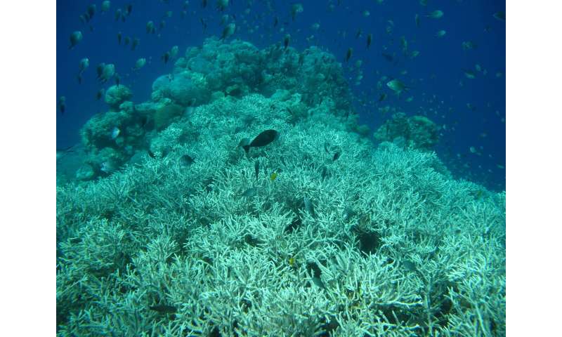 Ocean deoxygenation: a silent driver of coral reef demise?