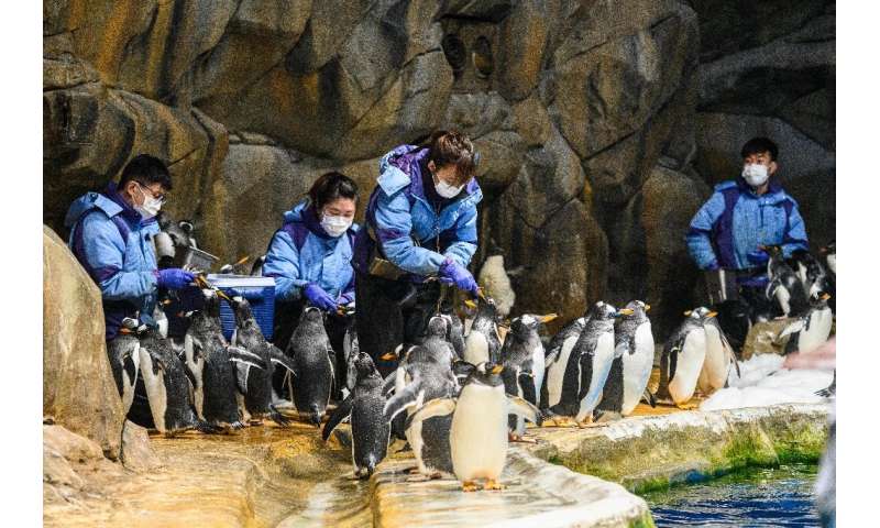 Ocean Park carers feed the penguins, conduct health checks like weighing the birds, and trimming their claws