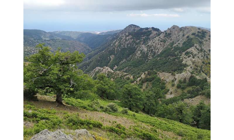 Oldest radiocarbon dated temperate hardwood tree in the world discovered at the Aspromonte National Park, southern Italy