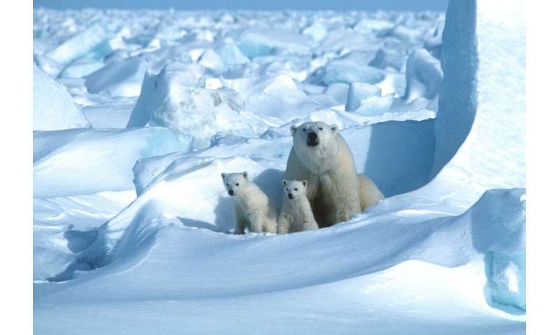On current trends, polar bears in 18 of 19 subpopulations will have been overtaken within 80 years by the galloping pace of chan