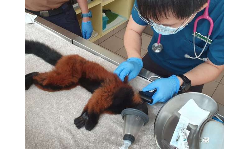 One of the twins is given a full medical check-up by a vet in Singapore