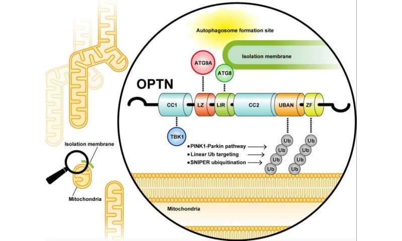 OPTN-ATG9 interaction accelerates autophagic degradation of ubiquitin-labeled mitochondria