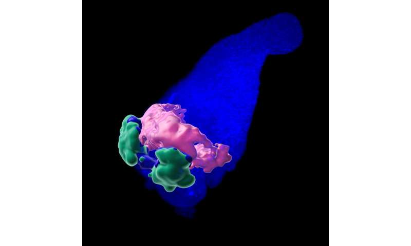 Organoids produce embryonic heart