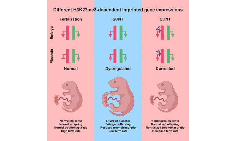 Overcoming genomic imprinting barrier improves mammal cloning