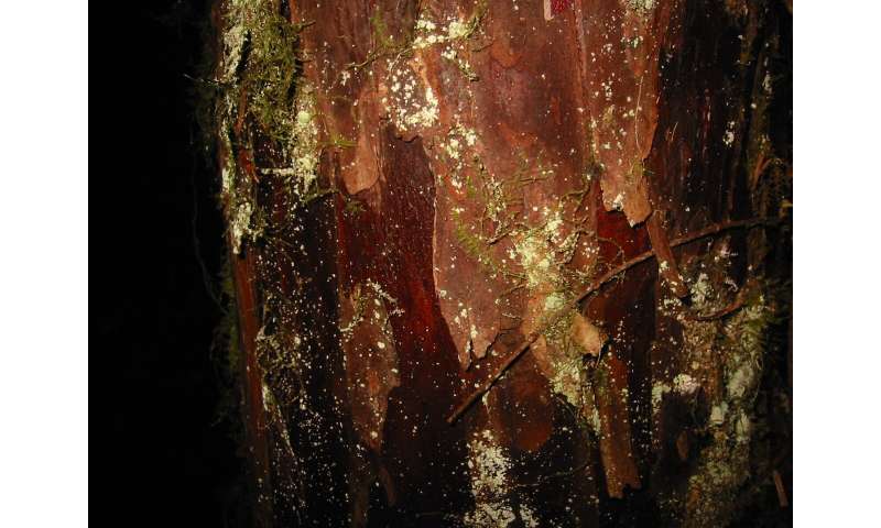 Pacific Yew bark