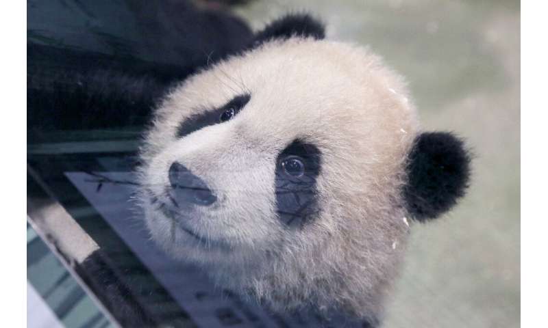 Panda cub Yuan Bao during a media preview at Taipei Zoo