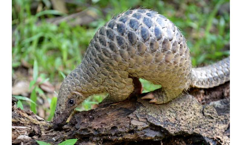 Pangolins are critically endangered and have long been protected, but they are sold in the markets of the capital Libreville and