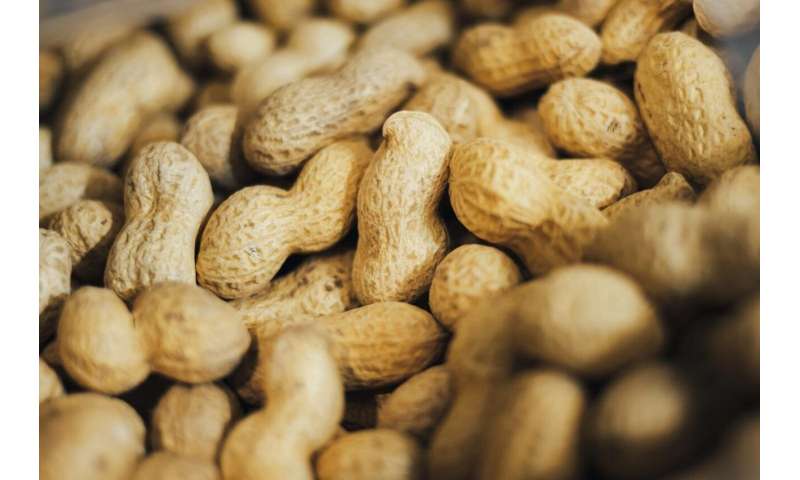 Peanut treatment lowers risk of severe allergic reactions in preschoolers thumbnail