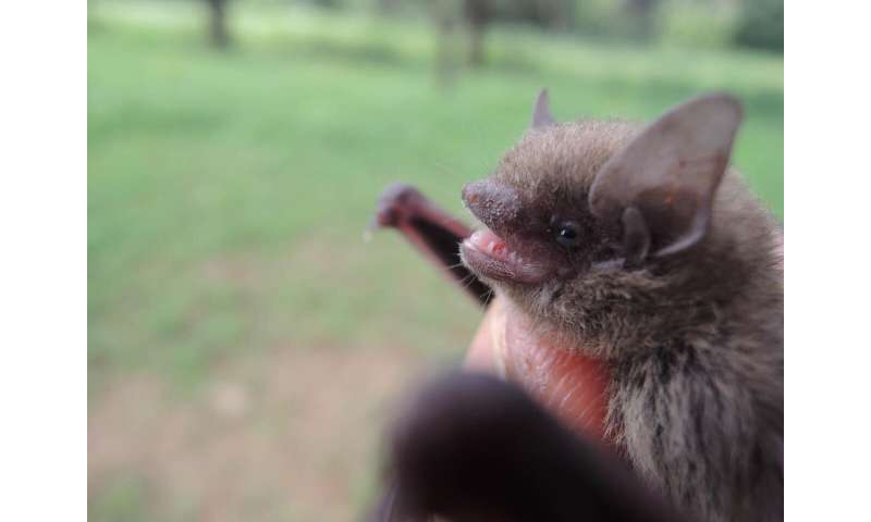 Penis bones, echolocation calls, and genes reveal new kinds of bats