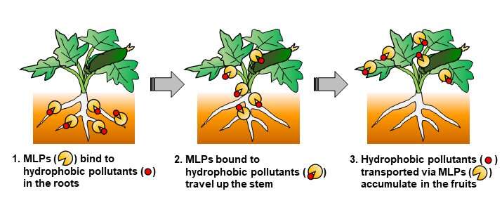 Pesticides can protect crops from hydrophobic pollutants