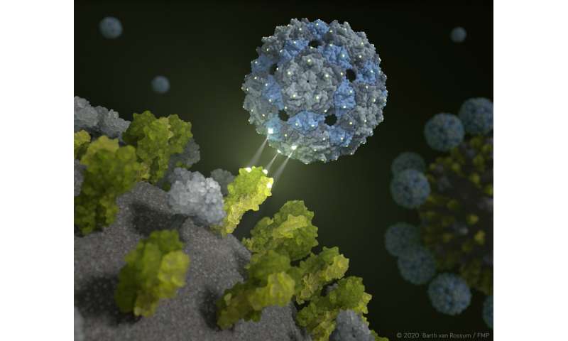 Phage capsid against influenza: Perfectly fitting inhibitor prevents viral infection