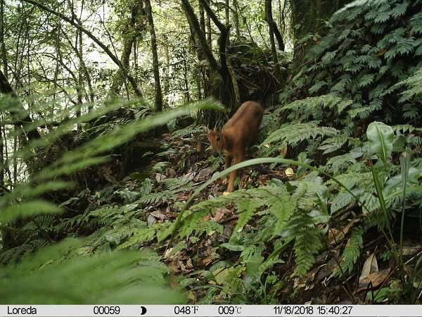 Phylogenetic analysis confirms existence of five goral species