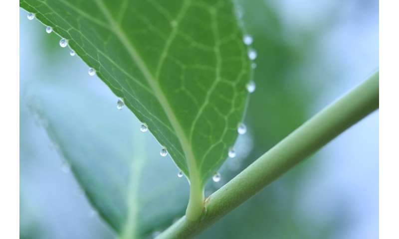 Plant droplets serve as nutrient-rich food for insects