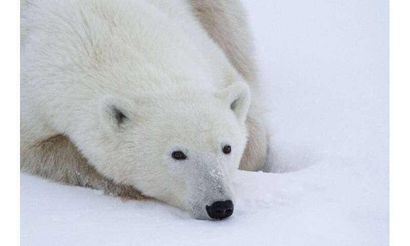 Polar bears are on a glide path towards extinction, according to a recent study. 