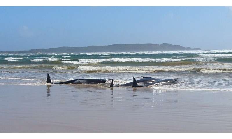 Police and marine experts are assessing the situation ahead of plans to rescue around 250 whales stranded on a sandbar in Tasman