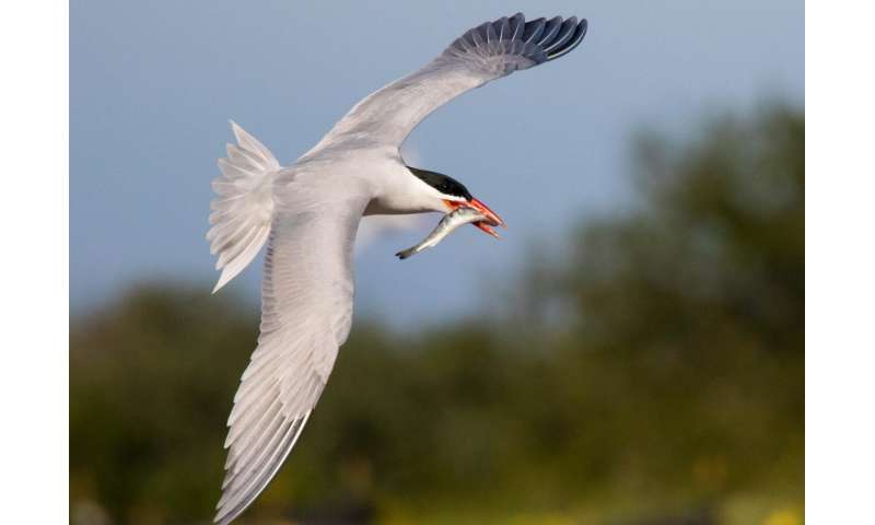 Predation by Caspian terns on young steelhead means fewer return as adults