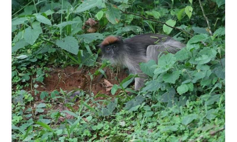 Primate feces could hold key to understanding threats to wildlife from chemical pollutants
