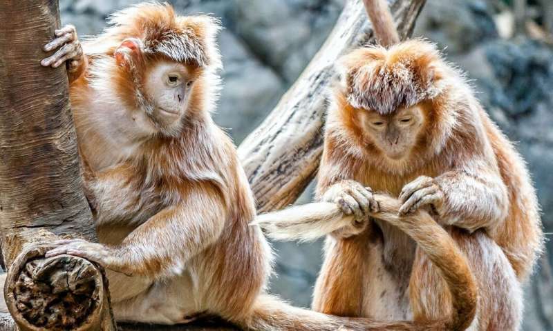 Primates are facing an impending extinction crisis—but we know very little about what will actually protect them