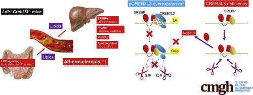 Protecting against atherosclerosis at the molecular level