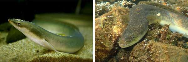 Protecting eels protects freshwater biodiversity