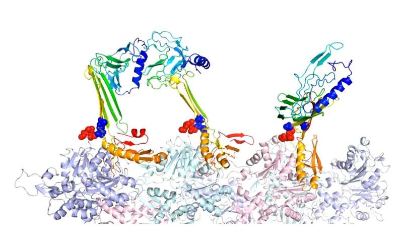 Protein 'chameleon' colors long-term memory