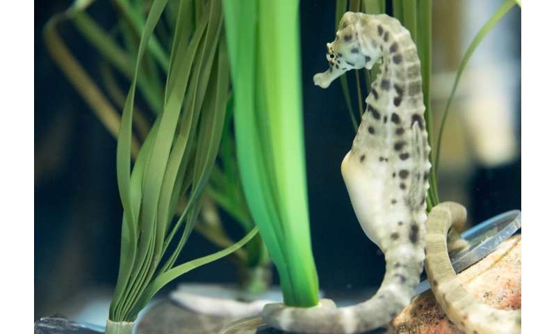 Q&A: The curious case of male pregnancy in seahorses and pipefishes
