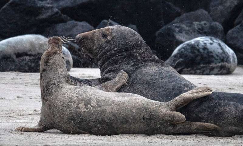 Rangers keep excited tourists who have come to see the seals at a distance of at least 30 metres (100 feet)