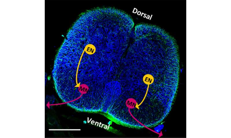 Rat spinal cords control neural function in biobots
