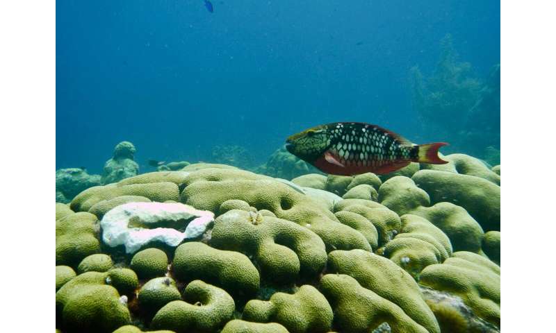 Recovery of an endangered Caribbean coral from parrotfish predation