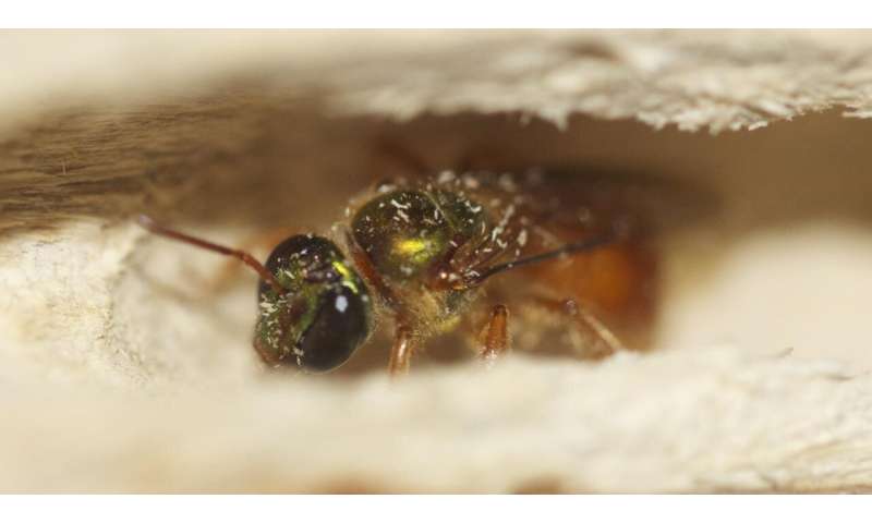 Recycling old genes to get new traits -- How social behavior evolves in bees