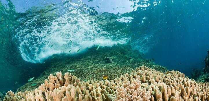 Red Sea’s coral reefs help protect the KSA coast