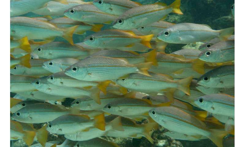 Reduced coral reef fish biodiversity under temperatures that mirror climate predictions