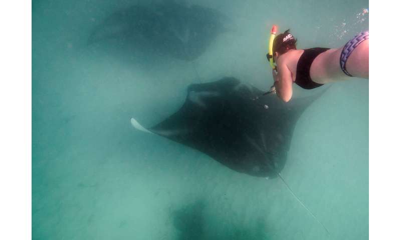 Reef manta rays make long-term use of marine-protected areas