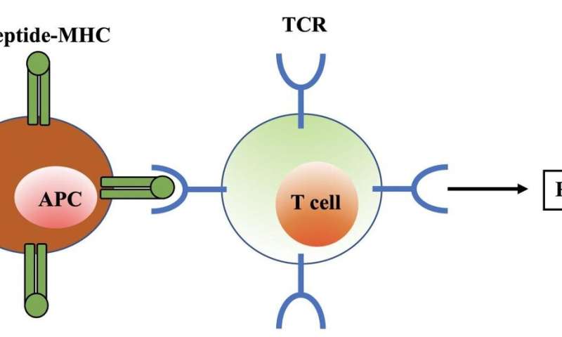 'Relaxed' T cells critical to immune response