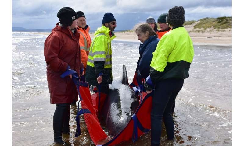 Rescuers in Australia have been battling chilly waters for days to try and save as many whales as possible after a mass strandin